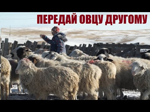 Как живут и работают фермеры Бурятии, получившие социальные отары. Репортаж из села Тасархой.