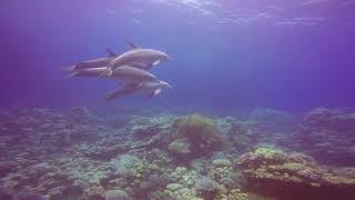 Diving Egypt Red Sea