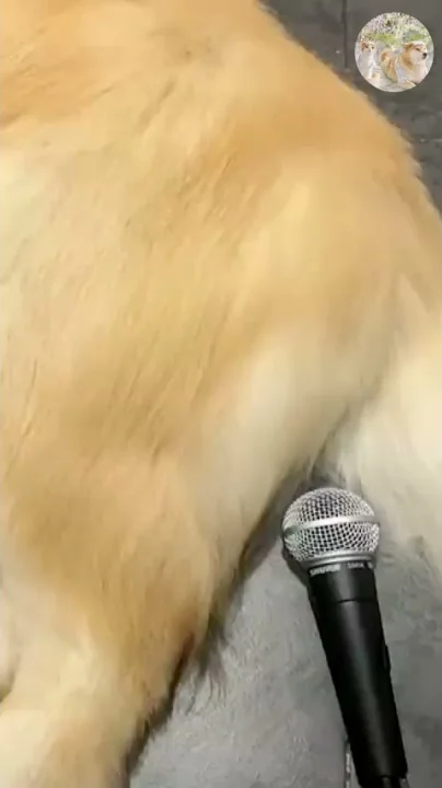驚かす音 Mp3 驚かす音 Mp3