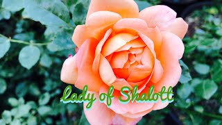 David Austin Lady Of Shalott | English Shrub | Salmon Color