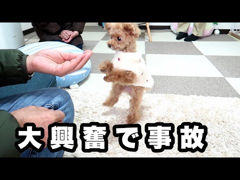 じいじ登場に興奮しすぎて事故！変な鳴き声を連発する犬（音量注意）【トイプードルのコロン】