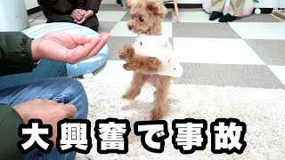 じいじ登場に興奮しすぎて事故変な鳴き声を連発する犬音量注意【トイプードルのコロン】