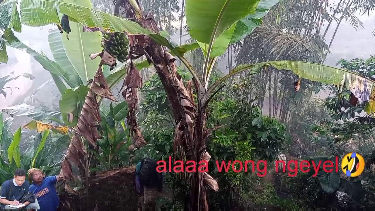 Video LUCU menebang pohon pisang yang salah - YouTube