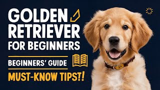 Golden Retriever for Beginners: Everything New Owners Should Know | First-Time Owner Tips & Tricks
