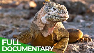 Wild Galapagos | Part 2 | Trapped in Paradies | Free Documentary Nature