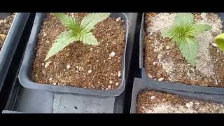How I treat my seedling with love/new line up
