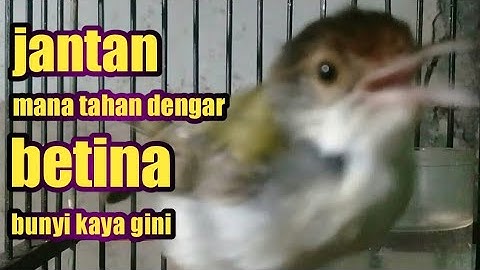 prenjak lumut betina memanggil pasangannya