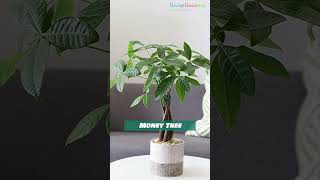 Lucky Plants and Flowers for Fortune #shorts #luckyplant