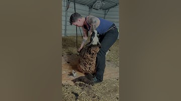 60 Seconds To Shear This Jacob Ewe
