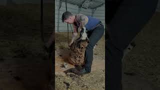 60 Seconds To Shear This Jacob Ewe