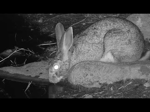 camera iphone 8 plus apk Djuma: Scrub Hare drinking - 22:58 - 07/24/19