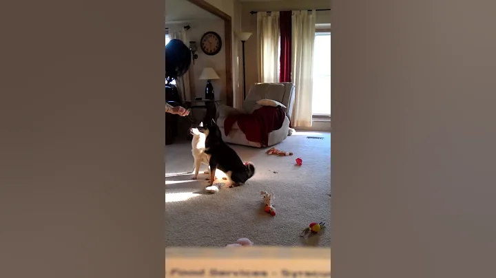 Shiba Inus are very smart, a few tricks