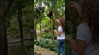 Mischievous Monkey Grabs Girl's Hair