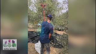 Galilee Dreams olive harvest 2020