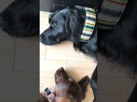 フラットコーテッドレトリーバー　ブラック&レバー（子犬4ヶ月）
