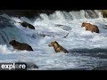 Youtube Thumbnail Riffles - Katmai National Park, Alaska powered by EXPLORE.org