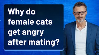 Why do female cats get angry after mating?