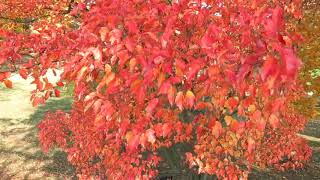Acer ginnala javor amurský