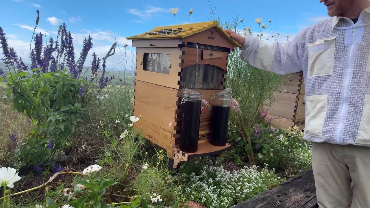 11th Flow Hive birthday