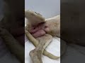 Suffering From An Open Fracture And Severe Infection, Pup Is Fighting For Her Life  [STORY BELOW]