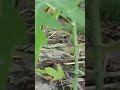 muốn cây đu đủ trái nhiều