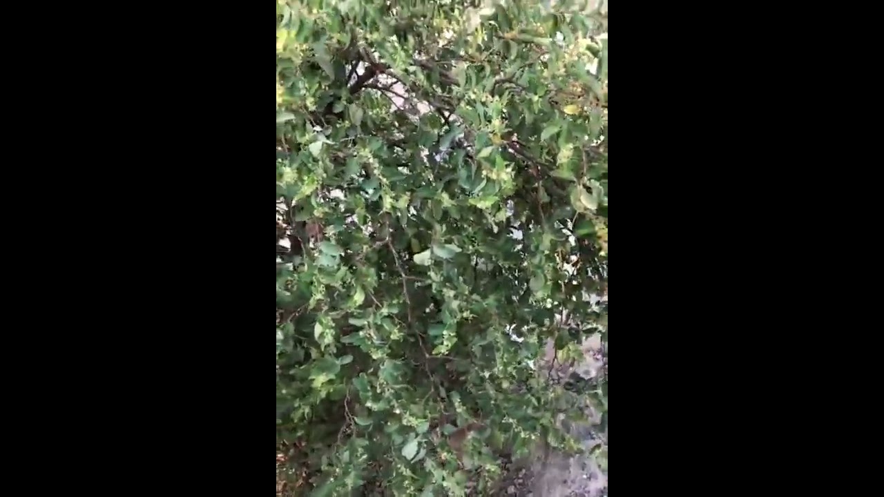 مناحلنا في موسم السدر | مناحل الثنيان الكويت | عسل السدر الكويتي|تغطيةمباشرة من المدير العام بوسلمان