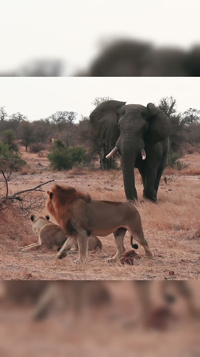 Here he is, the real king of beasts. #wildlife #lion #elephant