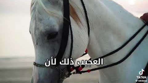 (ضرب الله تعالي لنا مثلا عظيما في سورة العاديات 🐎❤)