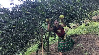 Survival Skills Find Grapefruit Fruit Natural For Food Eating Delicious