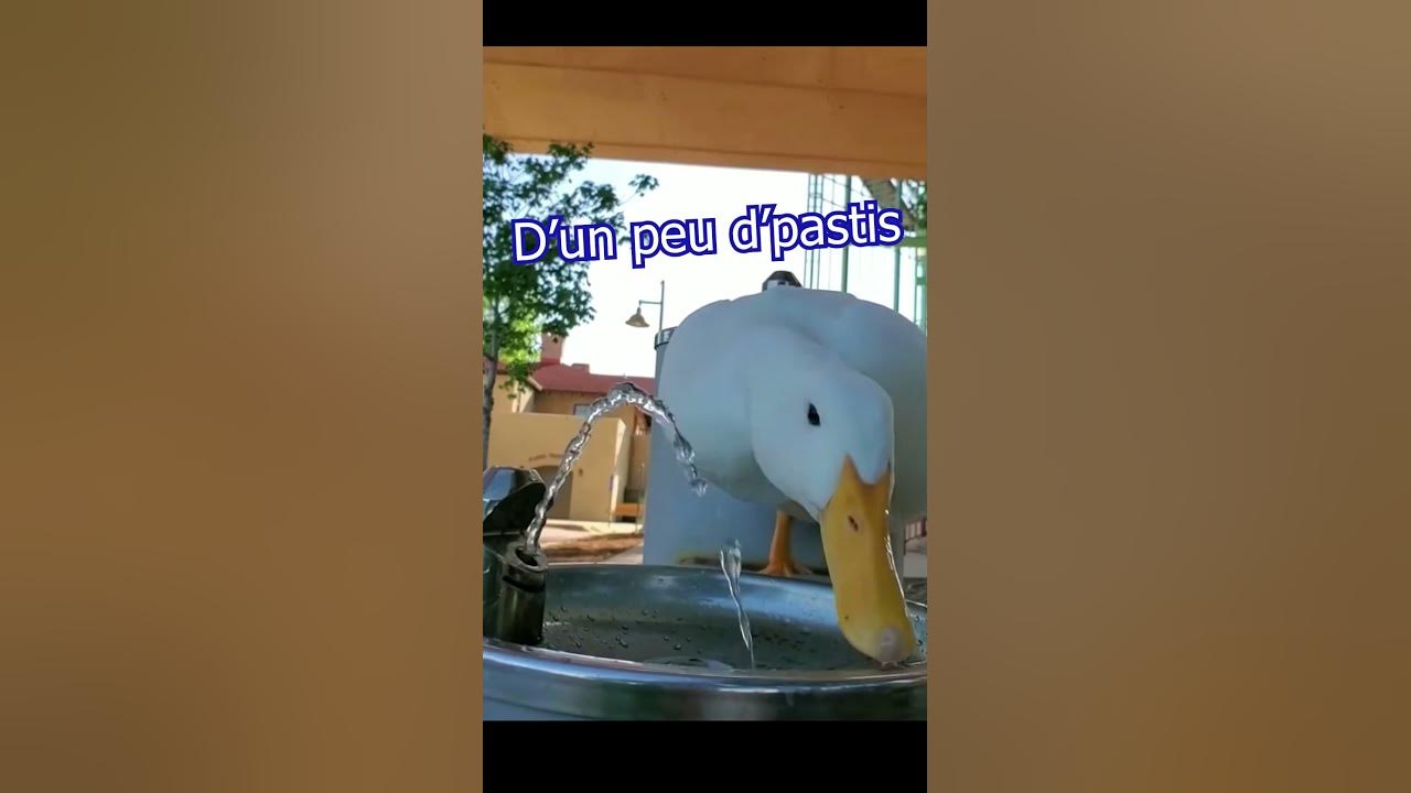 Jadore Leau Dans 20 30 Ans Yen Aura Plus Ducky aime l'eau (dans 20-30 ans il y en aura plus) - YouTube