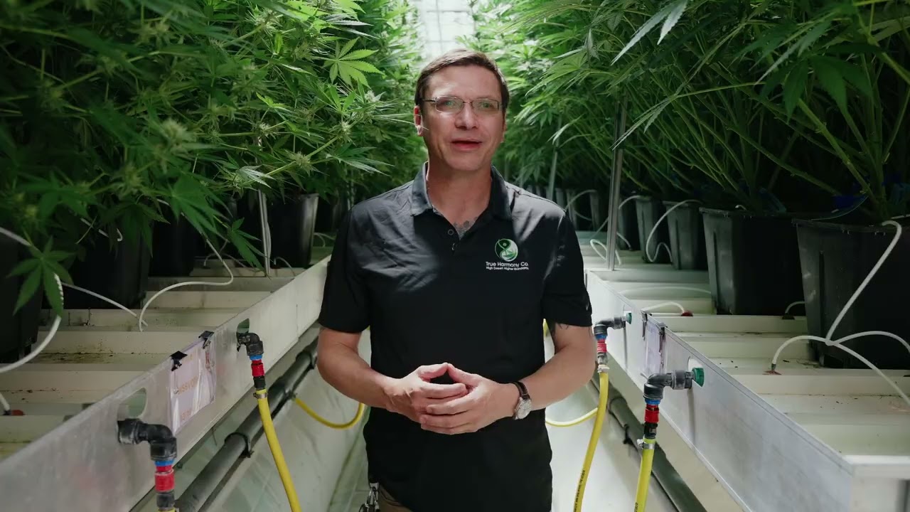 Welcome to True Harmony Co.