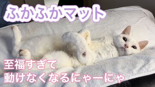 至福の表情でマットに埋もれるにゃーにゃが可愛すぎました【猫の健康診断】