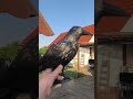гроза для птиц