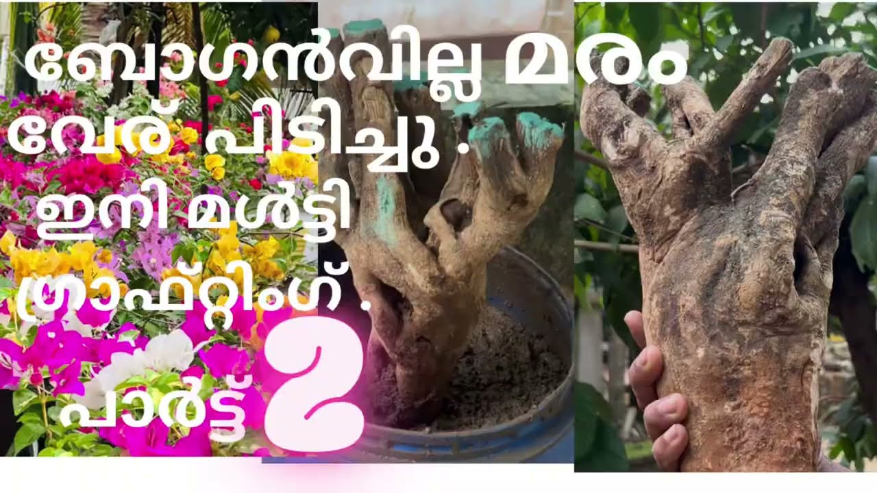 ബോഗൻവില്ല  മരം വേര് പിടിപ്പിച്ച് ഗ്രാഫ്റ്റിംഗ് ചെയ്താലോ . PART 2