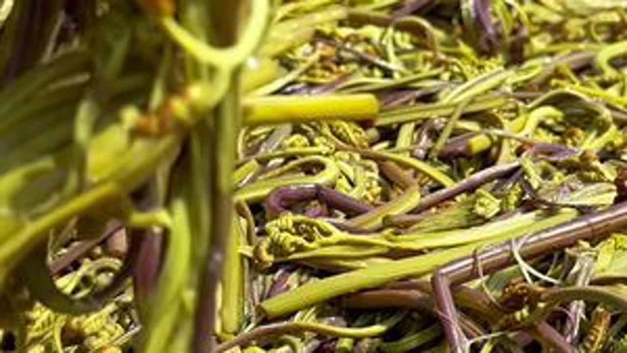 野菜自由#蕨菜#又到了吃野菜的季节了 #我的乡村生活