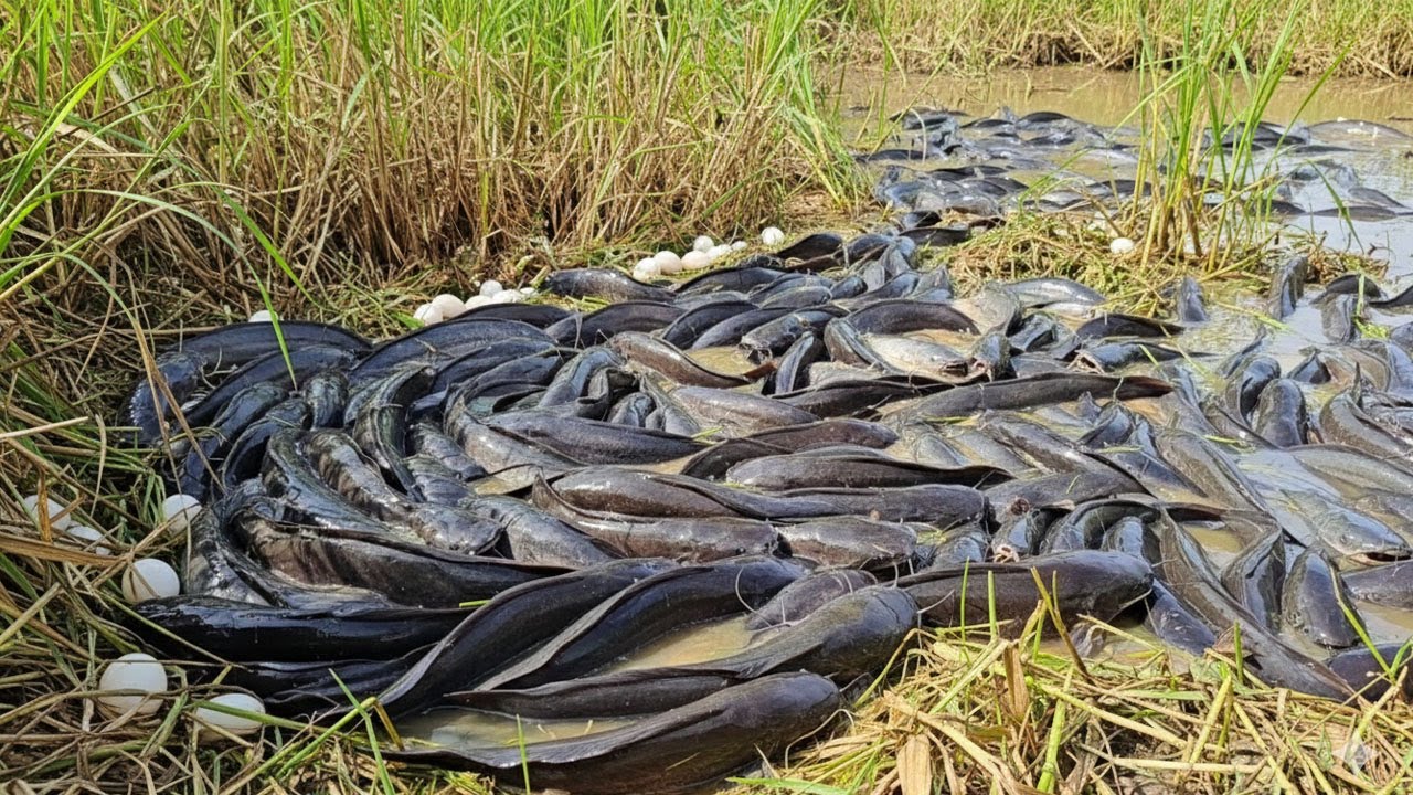 amazing fishing - catching a lot of fish at rice field by hand a fisherman skill