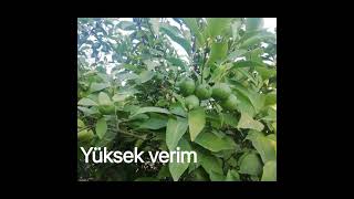 Limon Da Yüksek Verim