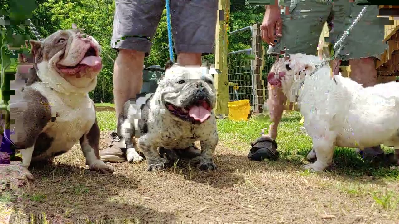 Must see Micro Bulls