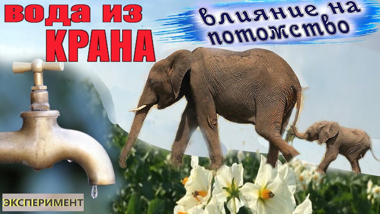 ?Полил КАРТОШЕЧКУ ?? вода из КРАНА - YouTube