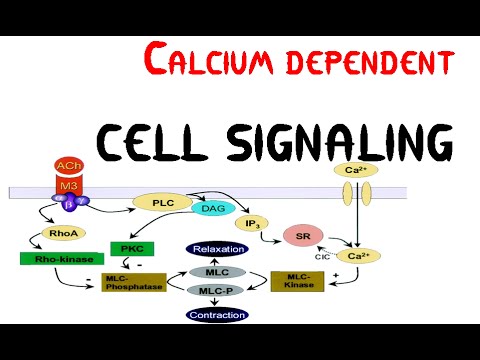 Calcium dependent Cell signaling pathway