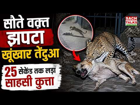 सोते वक्त झपटा खूंखार तेंदुआ, 25 सेकेंड तक लड़ा साहसी कुत्ता | Rudraprayag Viral CCTV