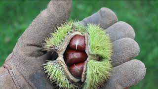 Chestnut Pollination with SUNY ESF