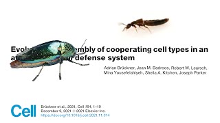 Can Beetles Teach Us How Organs Evolve