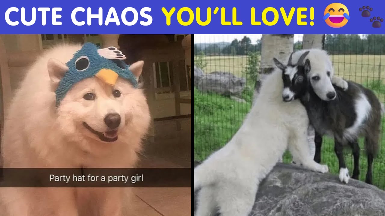Animal Memes That Remind Us Life’s Better With A Little Fur And Chaos 😂🐾 | Happy And Fun