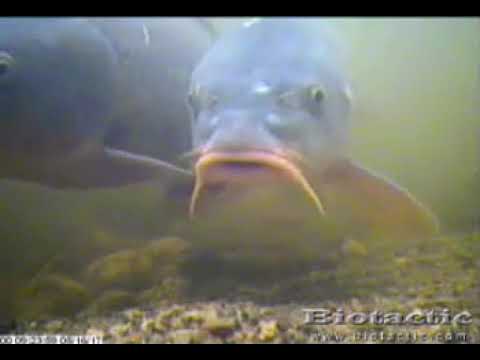 Common Carp feeding and interacting in the Grand River, Kitchener