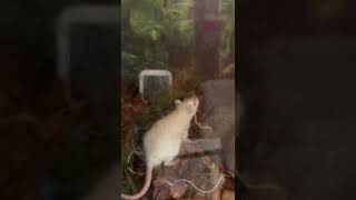 Warning Live Feeding                    Ball Python (Sunny) Super Pastel Yellow Belly Enchi