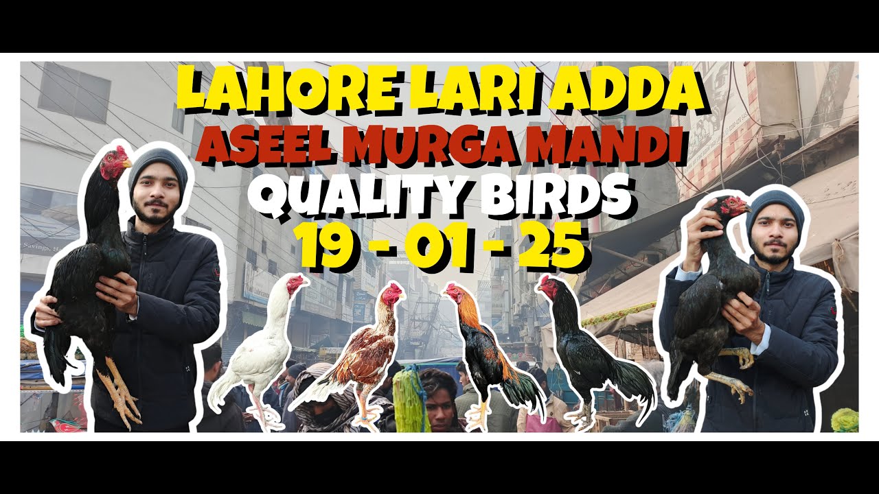 Lahore Lari Ada murgha mandi 2025 | today Lahore Aseel murgha mandi |  VLOG 2025 #yt #trending