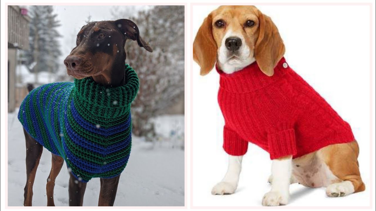 How to make a seamless dog sweater: A step-by-step knitting