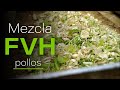 ¿Cómo alimento a mis #pollos? | FVH Tabasco