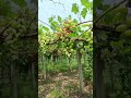 বাংলাদেশের মাটিতে আঙ্গুর চাষ #grapes #farmer bangladesh#shorts